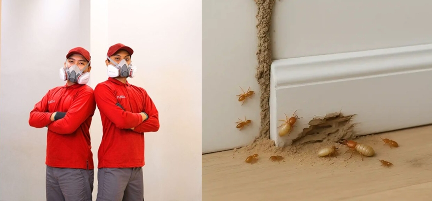 Jasa Anti Rayap Terbaik