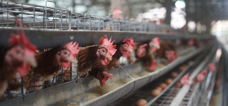 Konsentrat Ayam Petelur