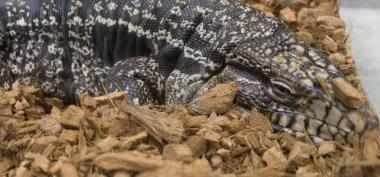 Coco Husk Alas Kandang Gecko